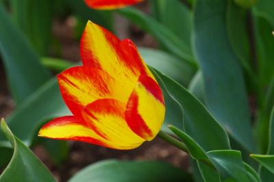 Прикрепленное изображение: LUKA6445.jpg